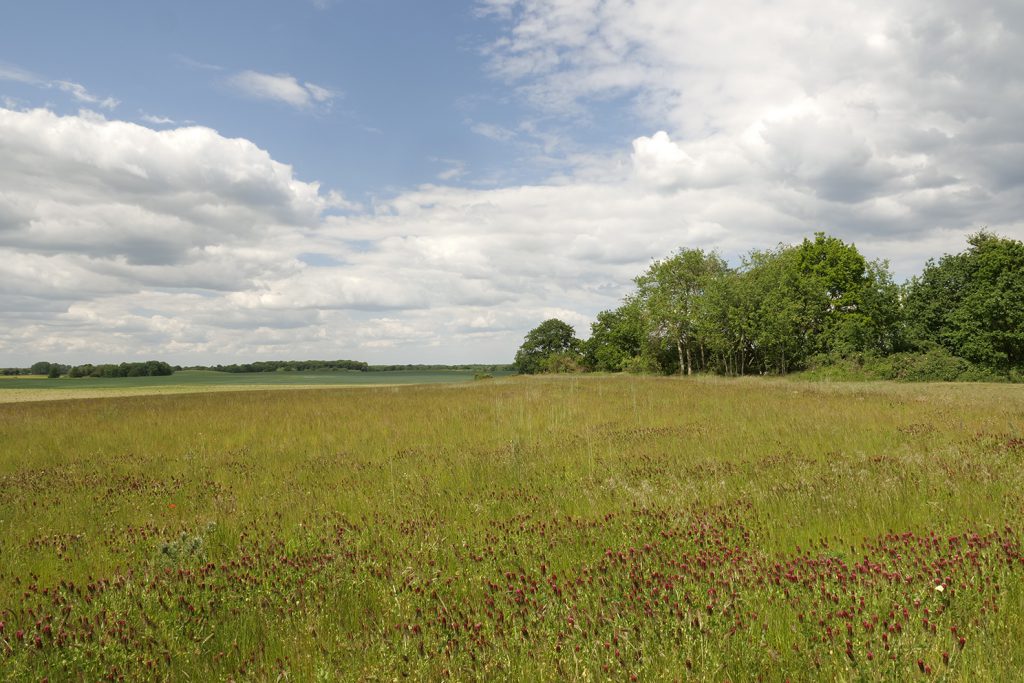 Müritz Landscape