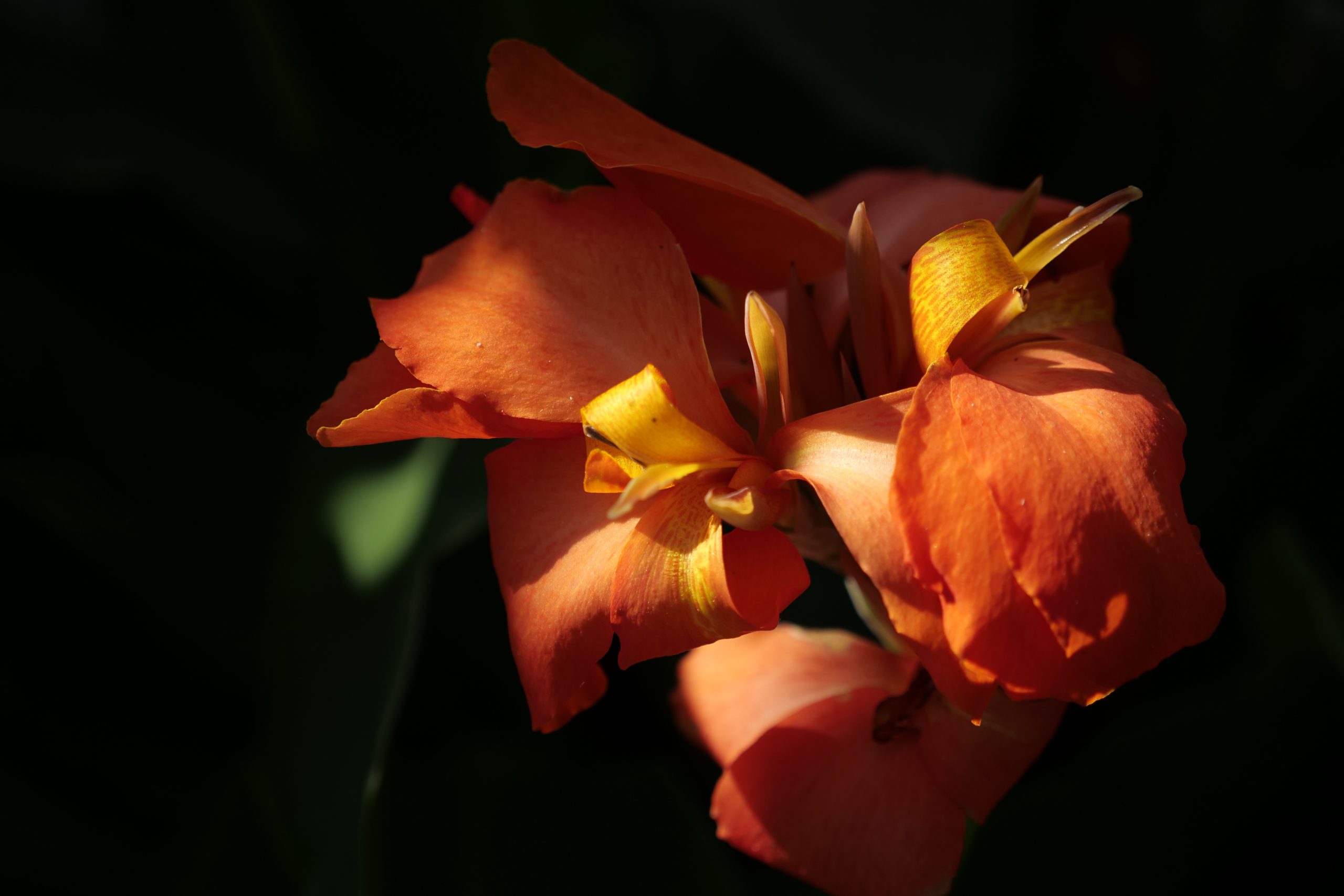 Flowers in Garden