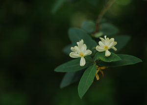 Springblossoms