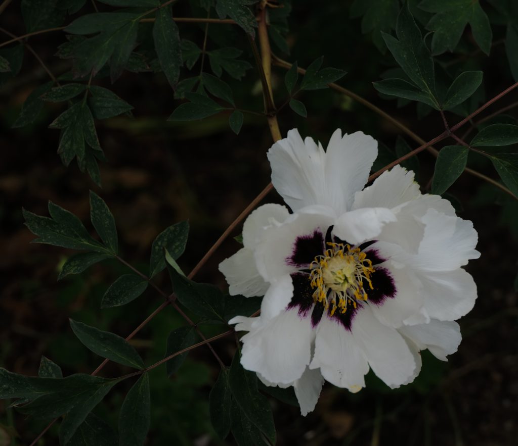 Peony with open blossom