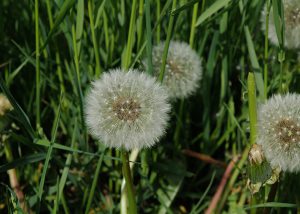 Hawkbit