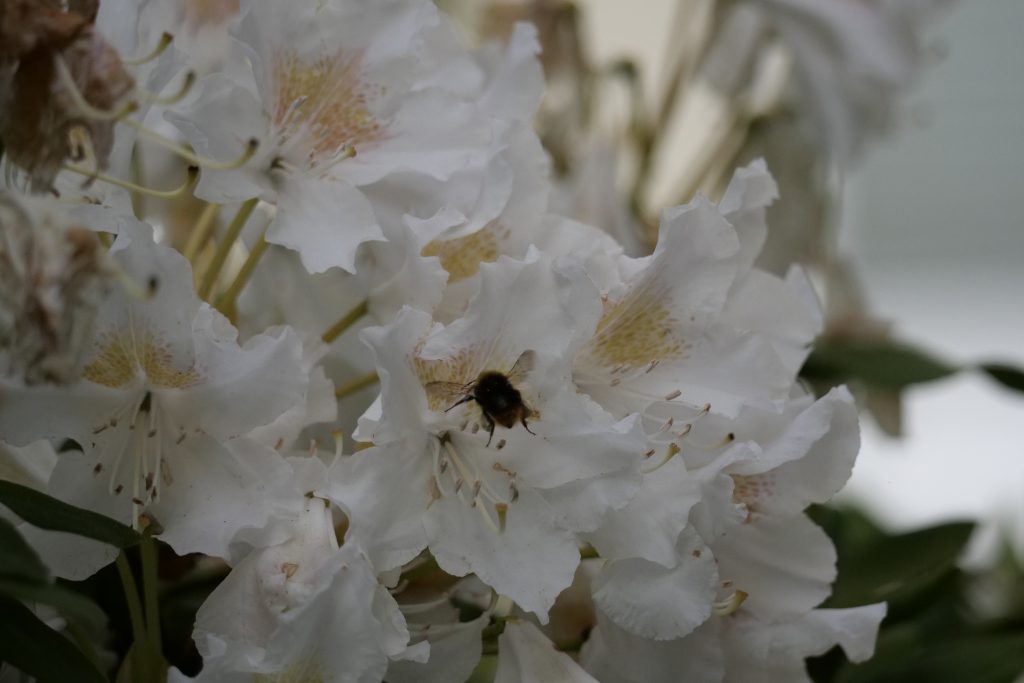 Rhododendron Blossom