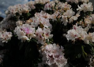 Rhododendron