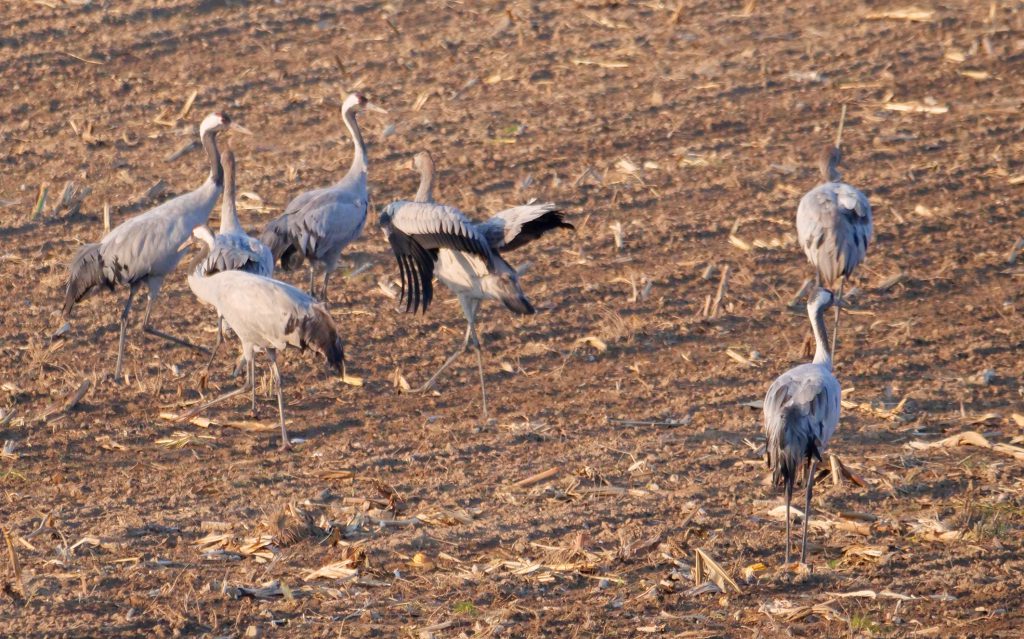 Crane Conference