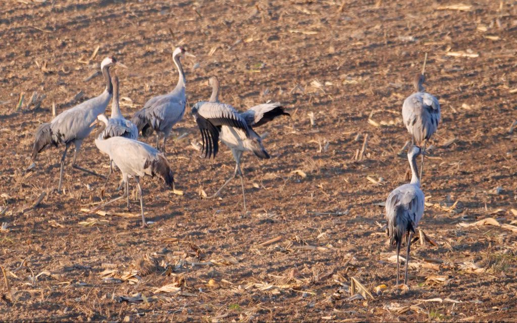 Crane Conference