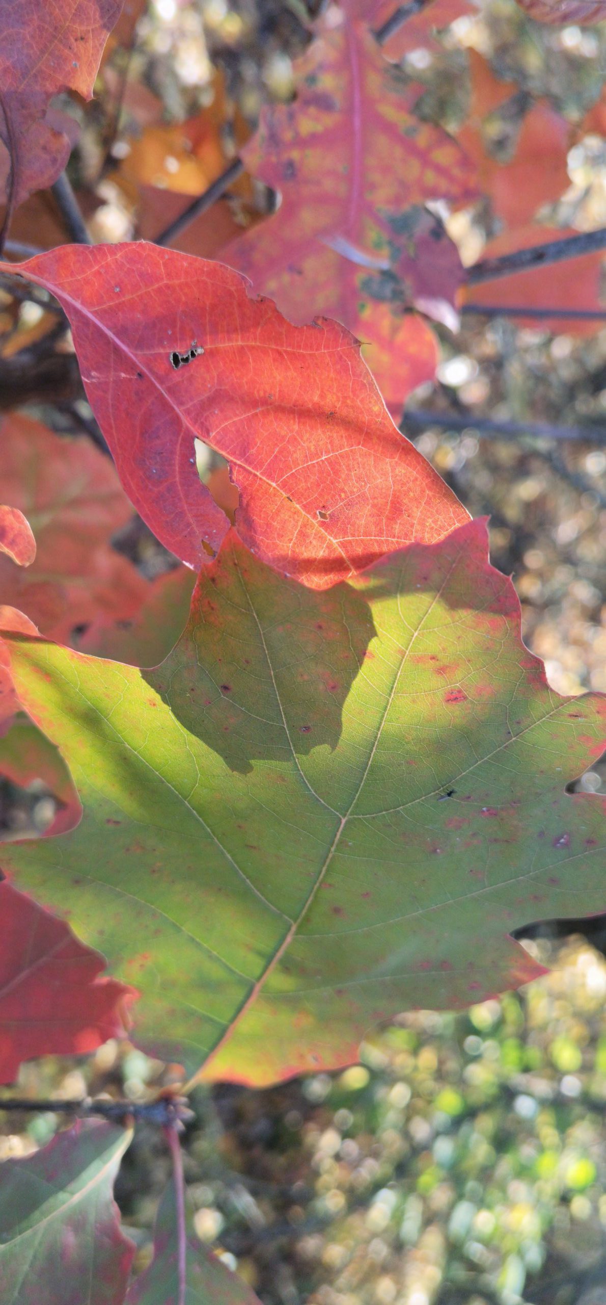 Autumn Leaves