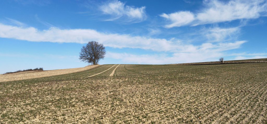 Field with Tree