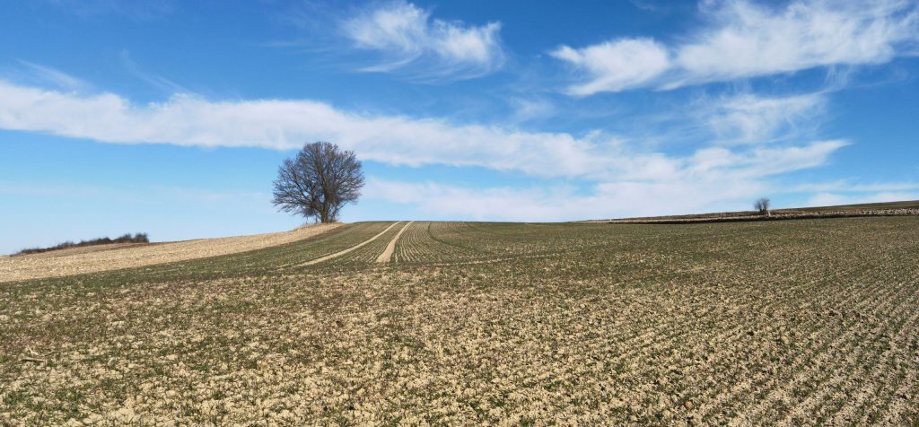IMG_20220301_145107_v Field with Tree