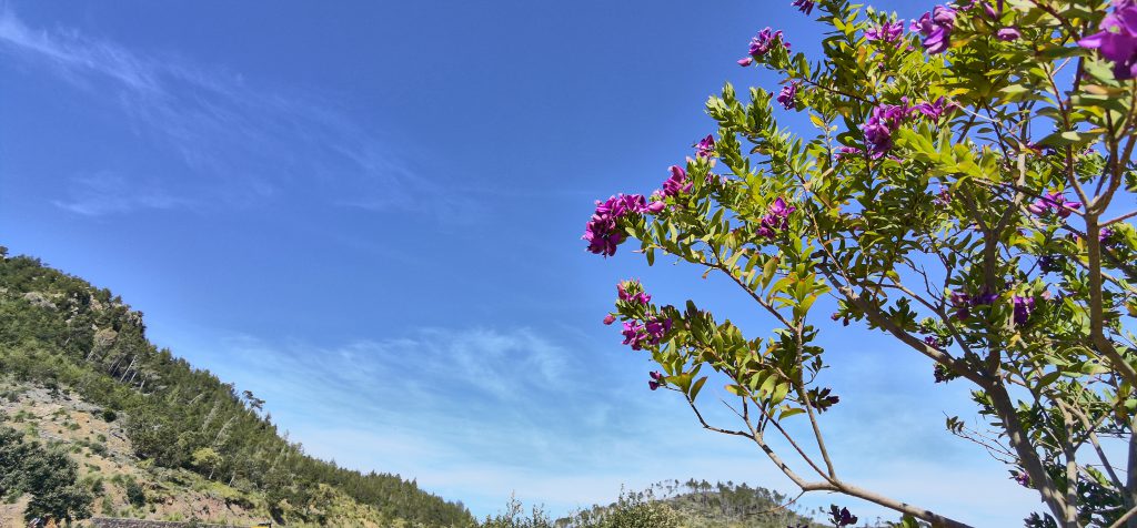 Spring Blossoms