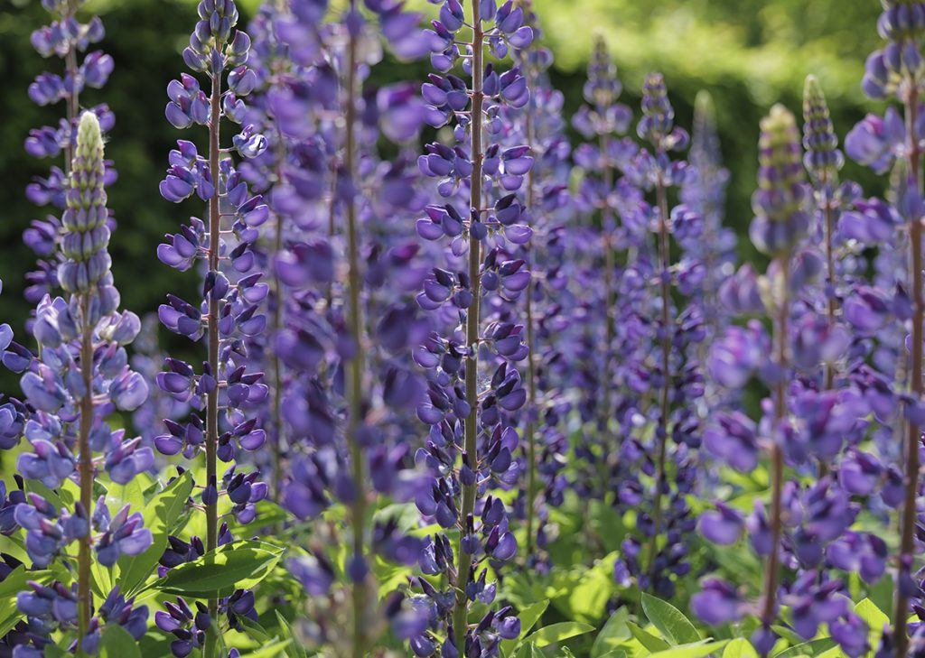 Lupin Blossoms Lupin Blossoms