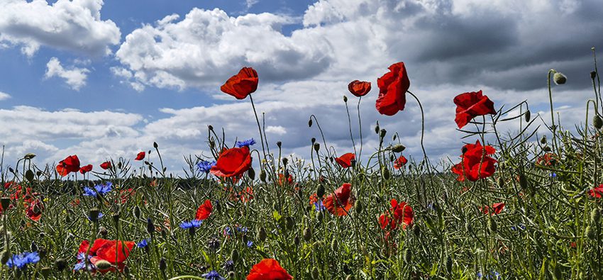 Poppies and Cornflowers