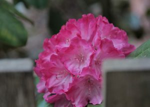 Rhododendron blossom