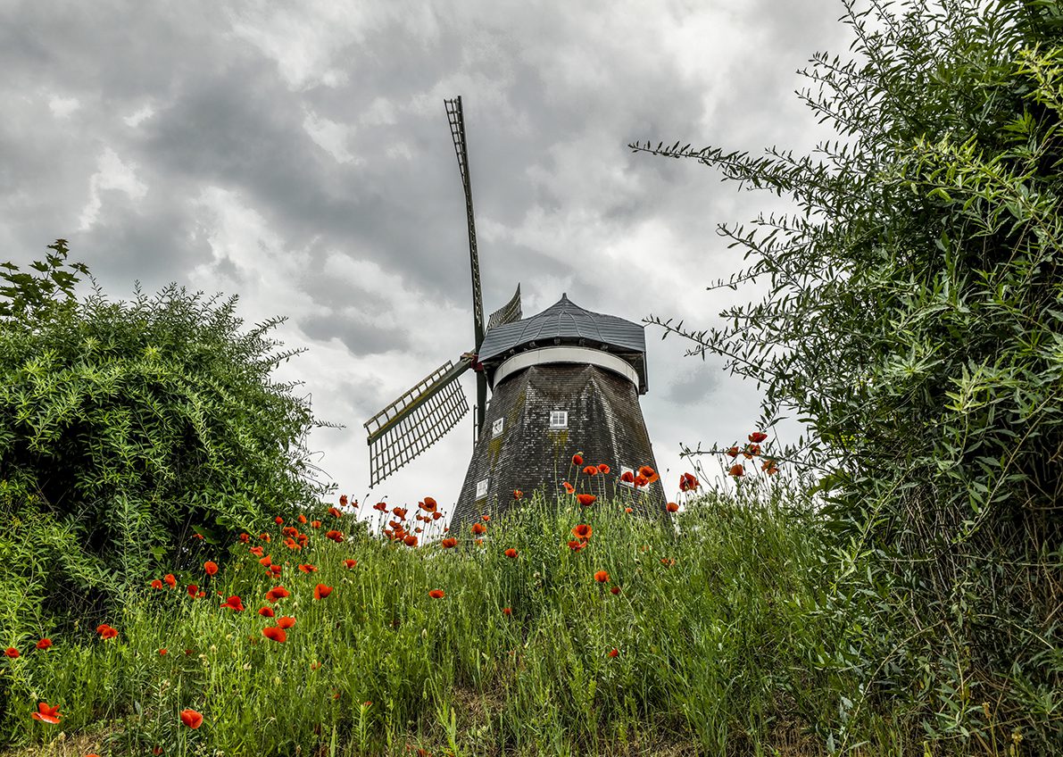 Roebel Dutch Mill with Poppies