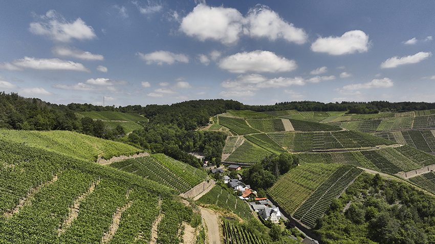 Ahr Vineyards in the Valley Ahr Vineyards in the Valley