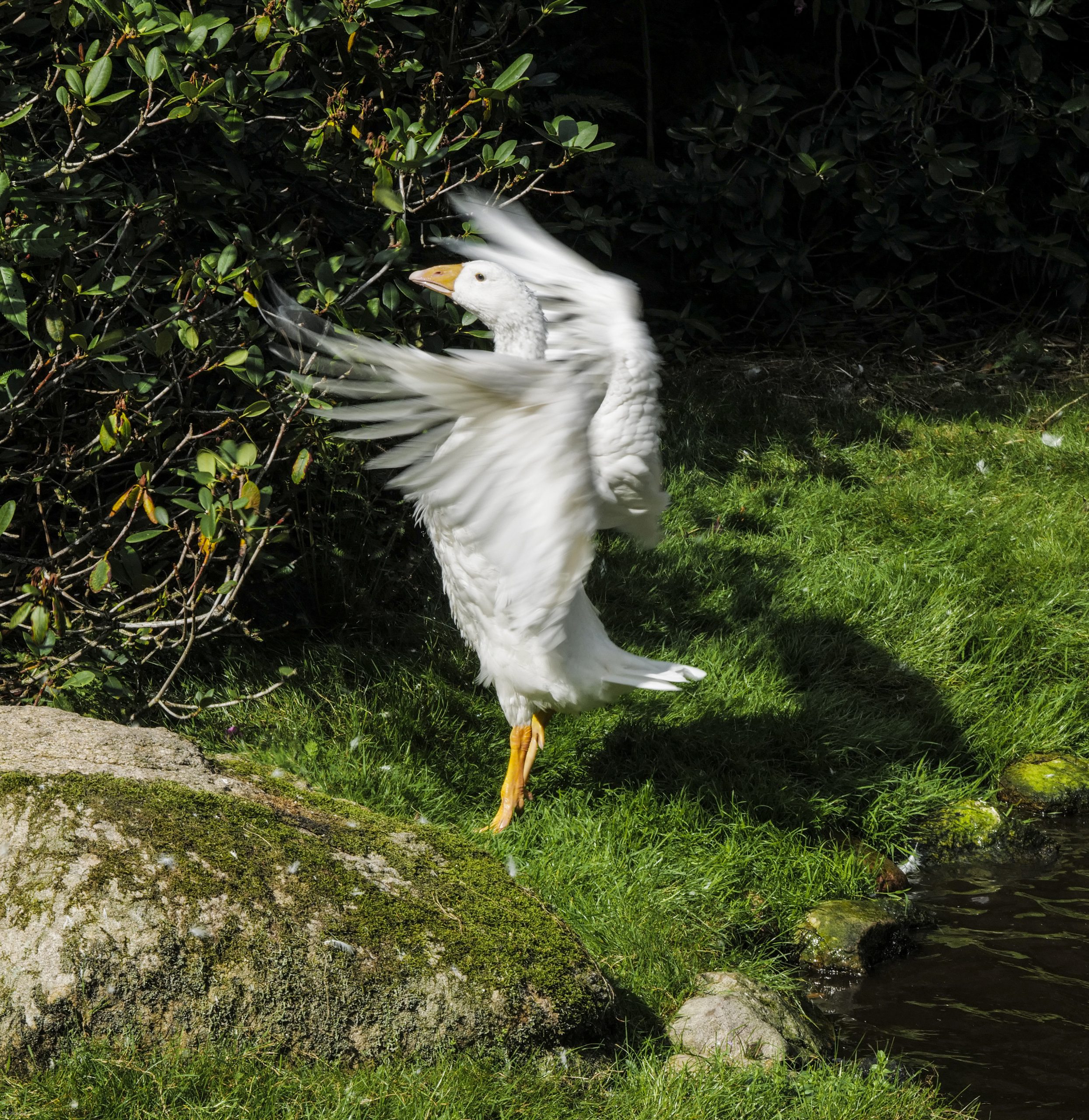 Vogelpark Walsrode Goose