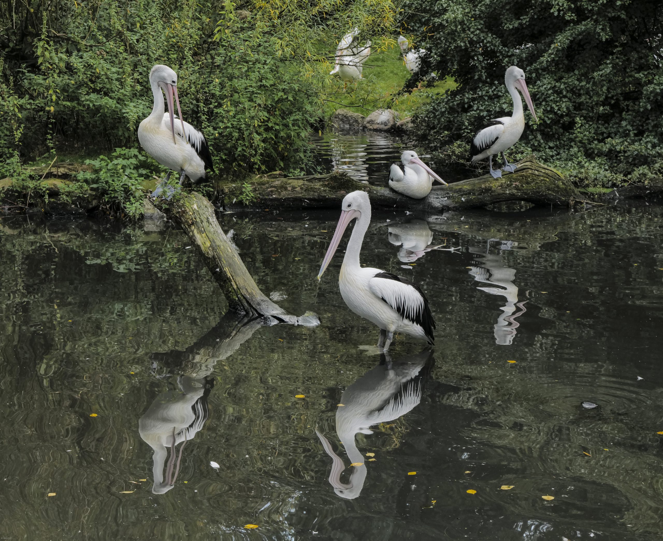Vogelpark Walsrode Pelican