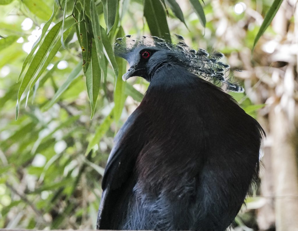 Vogelpark Walsrode Watching Bird