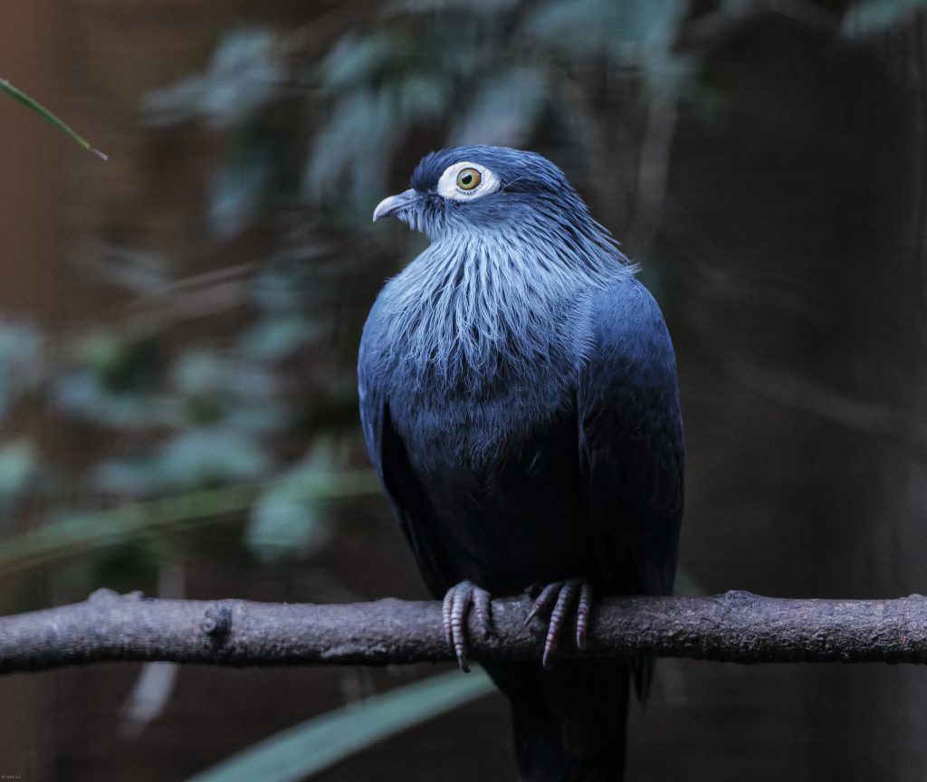 Vogelpark Walsrode Bird 01