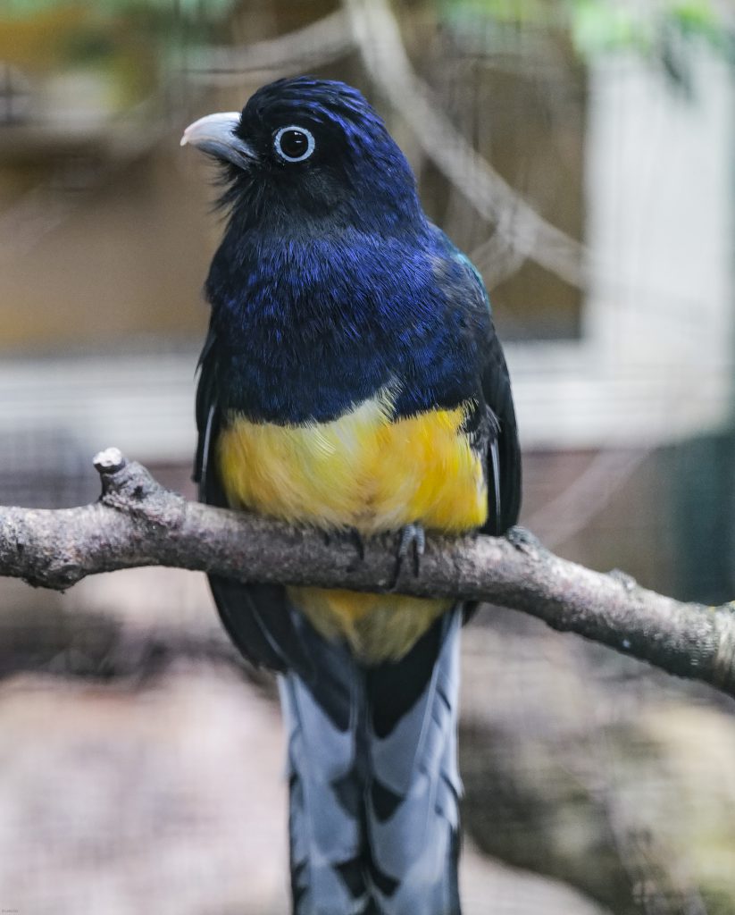 Vogelpark Walsrode Bird 02