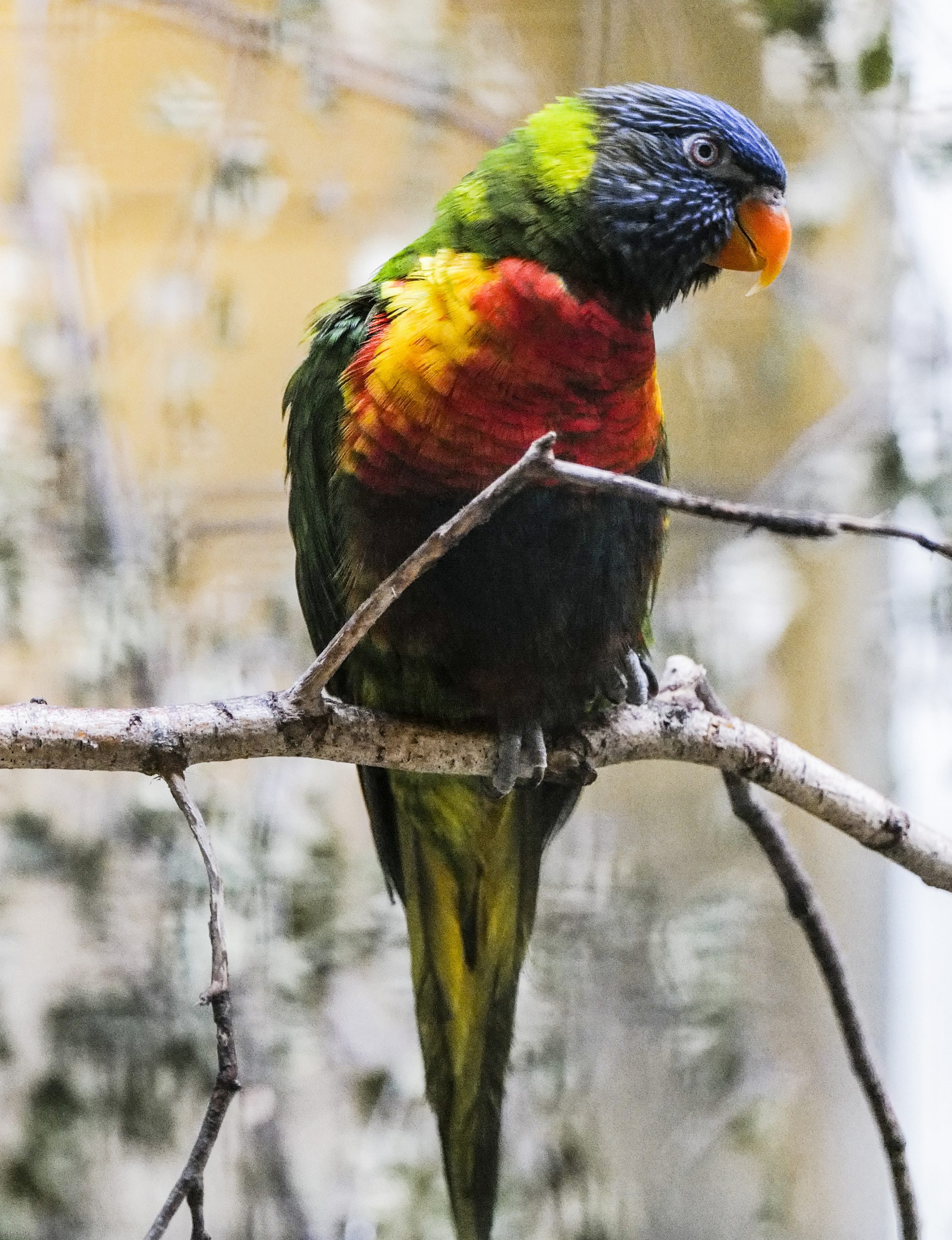 Vogelpark Walsrode Parakeet