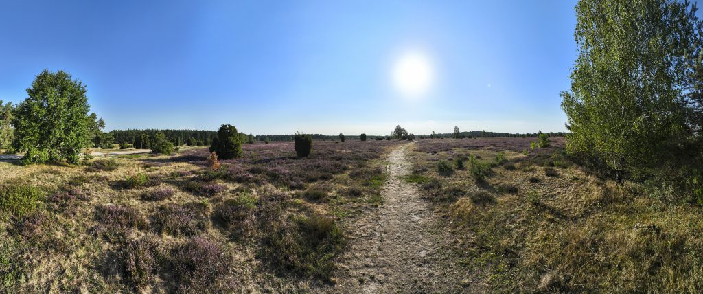 Lueneburger Heide Panorama