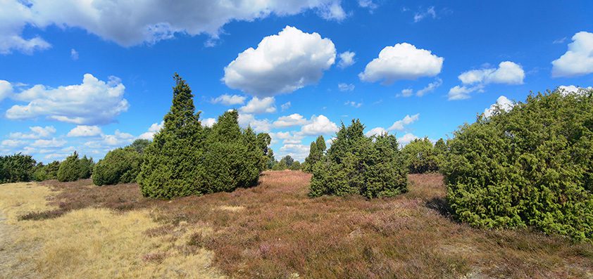 Lüneburger Heide Juniper Wood