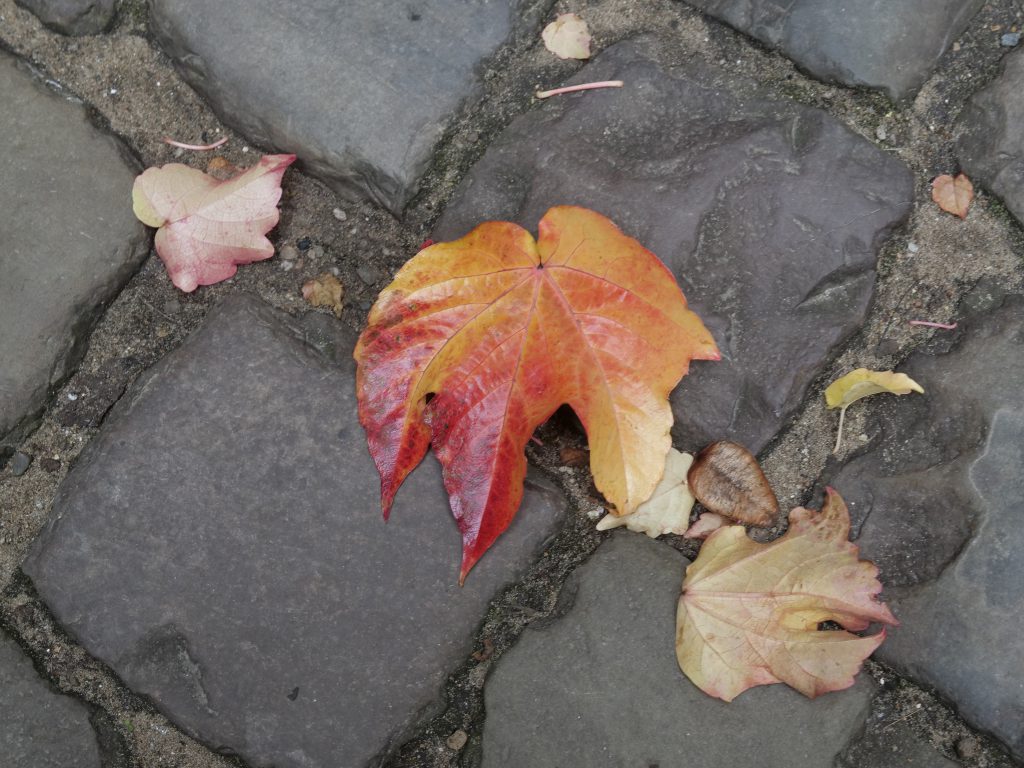 Antwerp Autumn Leaves