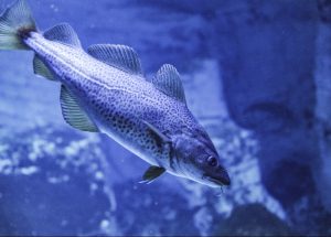 Stralsund Ozeaneum Aquarium