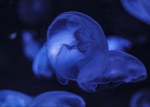 Stralsund Ozeaneum Aquarium