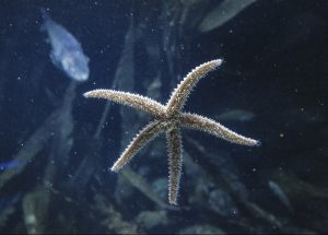 Stralsund Ozeaneum Aquarium