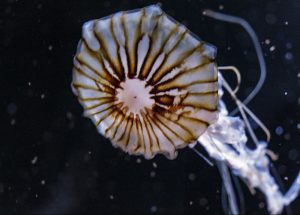 Stralsund Ozeaneum Aquarium