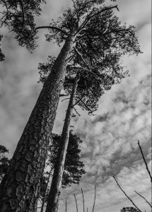 Darß Wood at the Beach