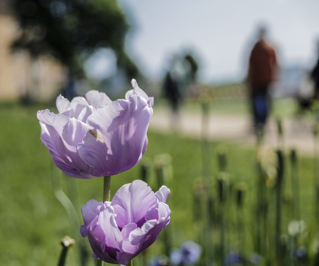 Tulip with Visitors