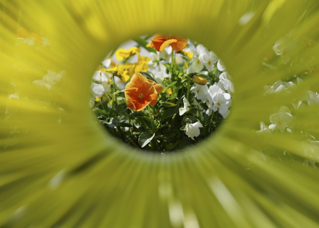 View to the Flowers