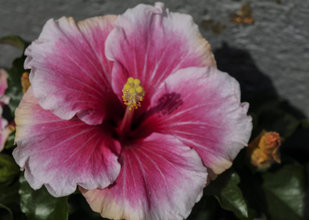 Hibiskus