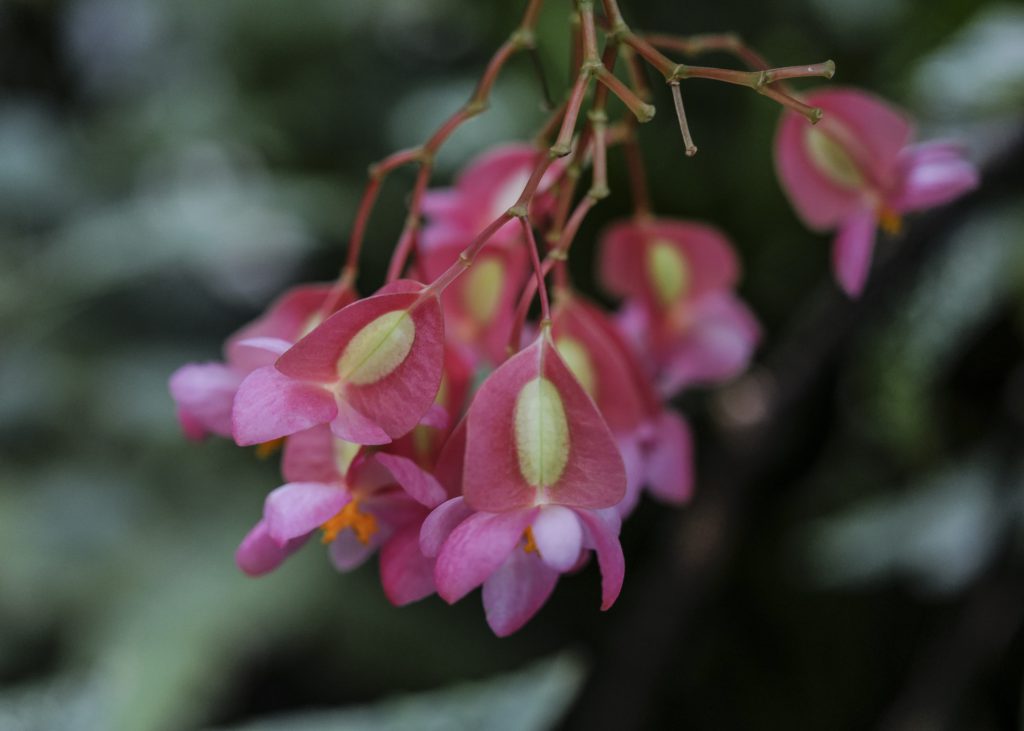 Beautiful Blossoms