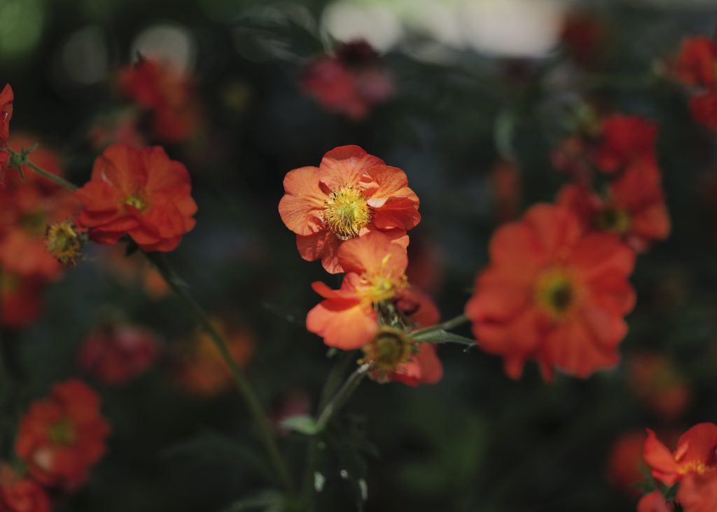 Beautiful Blossoms