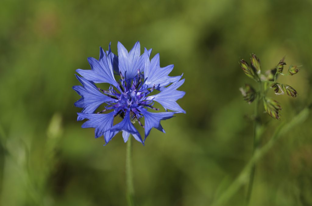 Cornflower at the Coking Plant