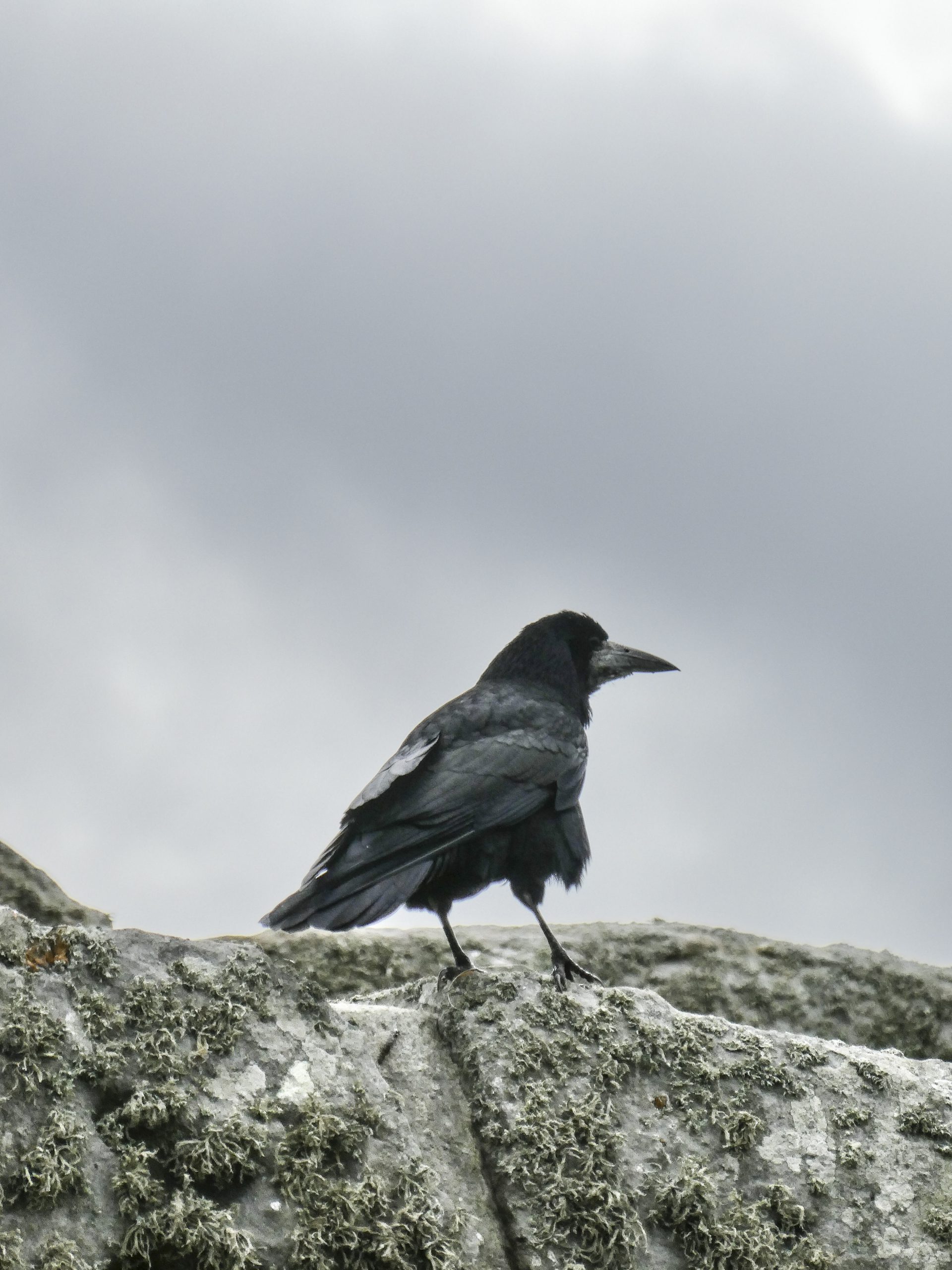 Stonehenge Crow I