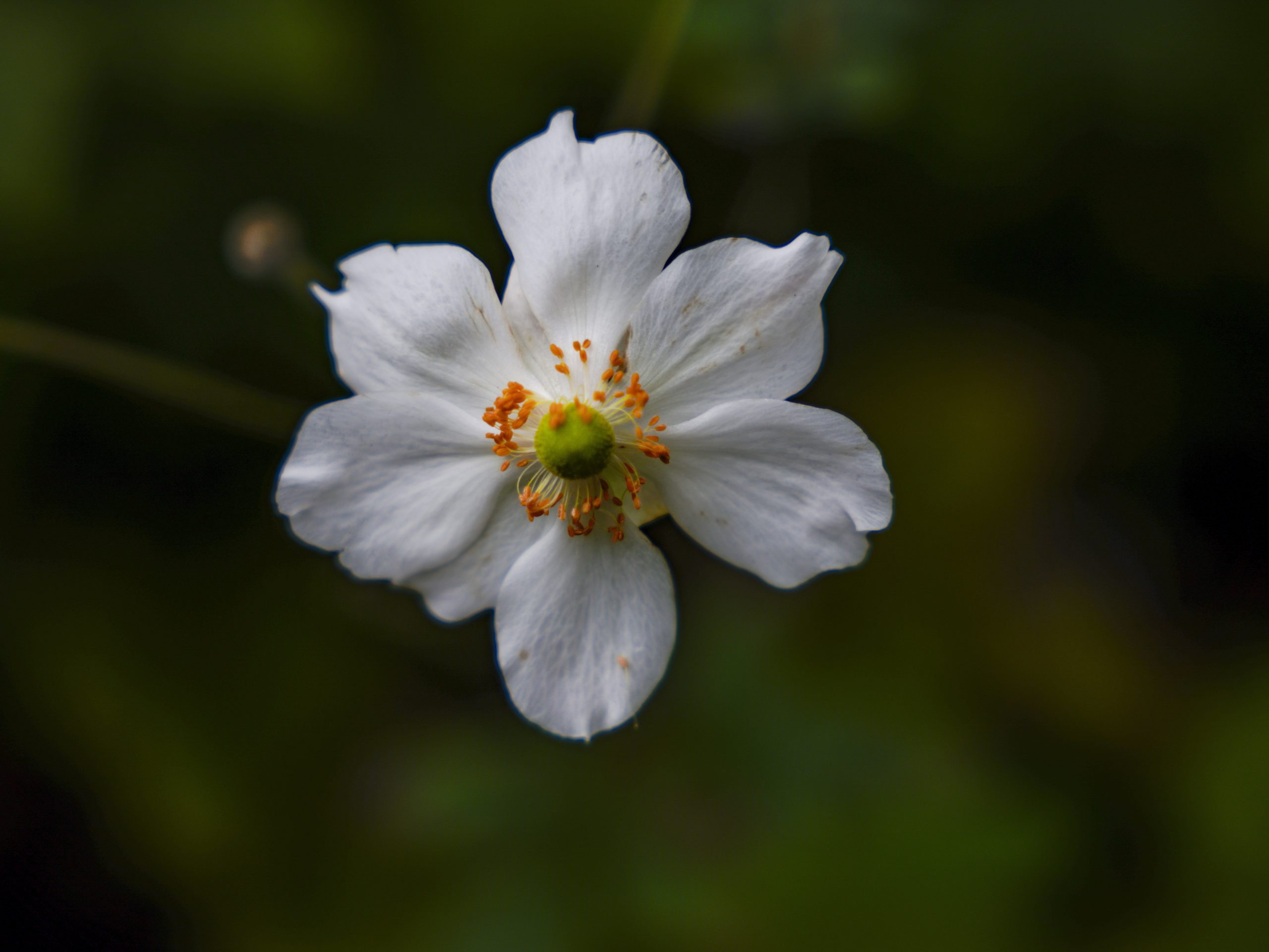 Barbara Hayworth Garden Blossom