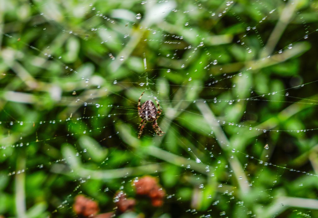 Barbara Hayworth Garden Spider