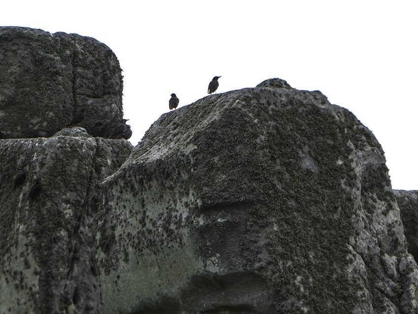 Stonehenge Crows anywhere