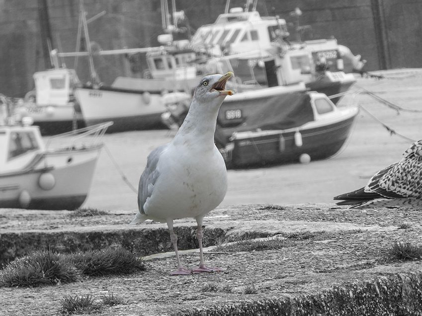 St Ives Seagulls anywhere