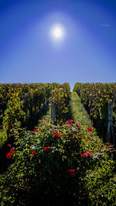 Winery Chateau Malartic Wine Yard