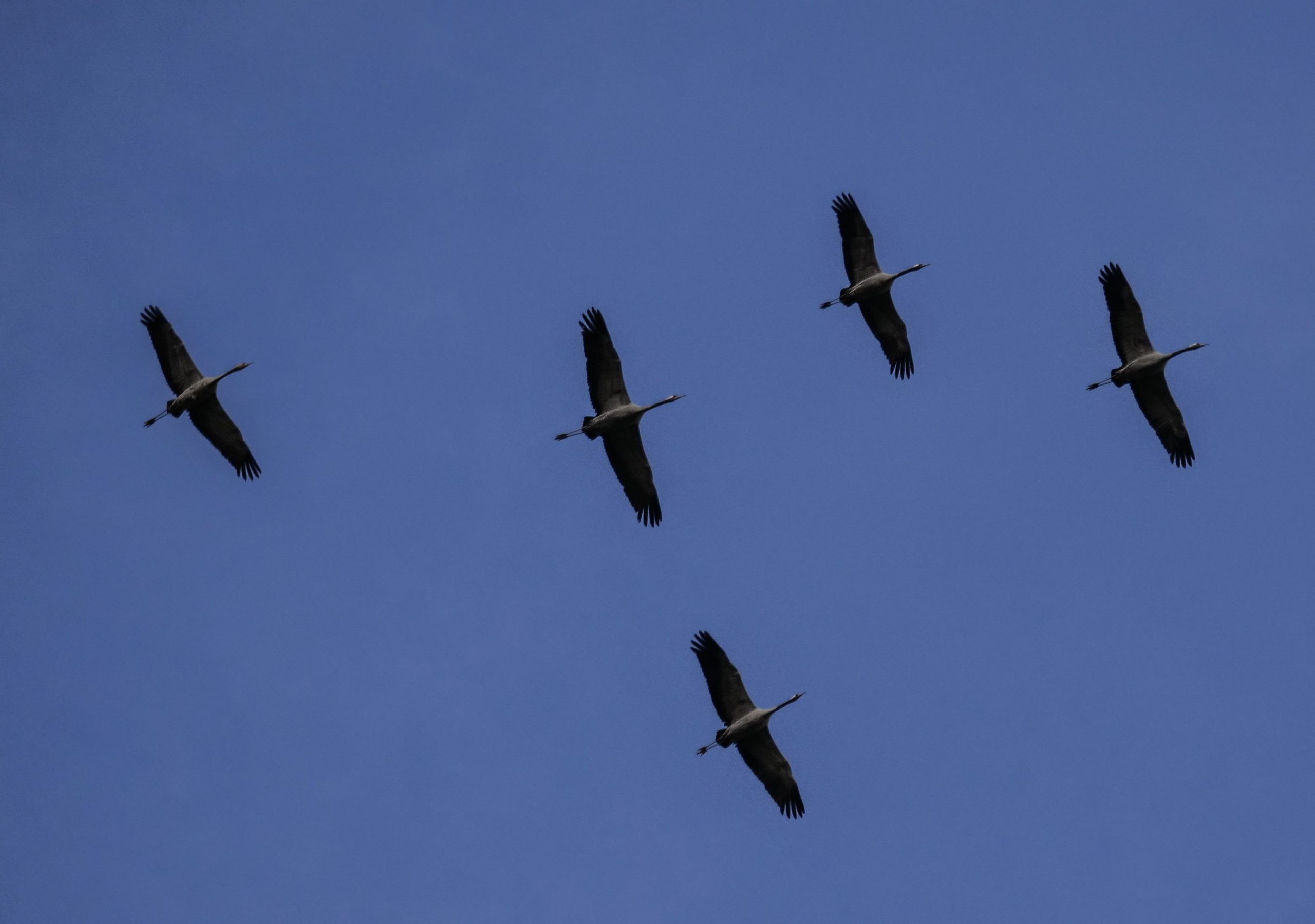Cranes Flying II