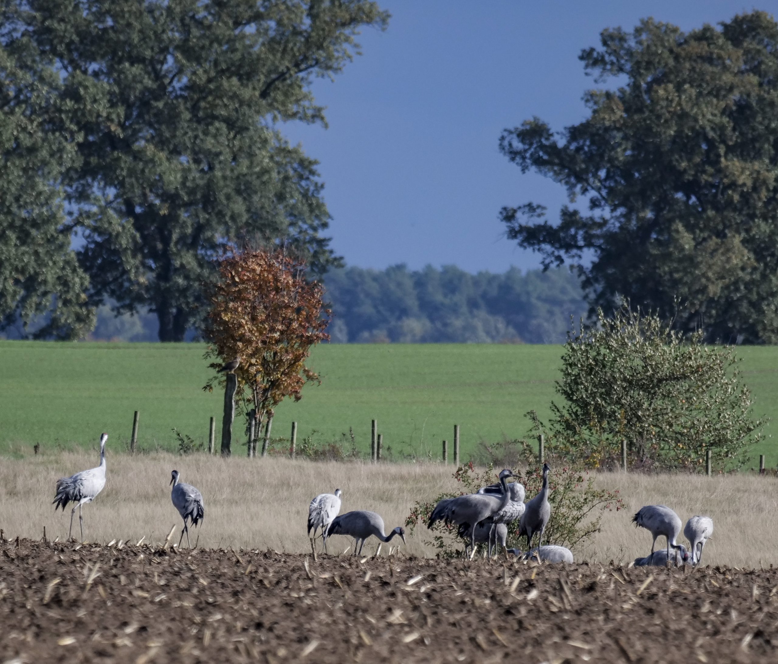 Cranes on the Field III