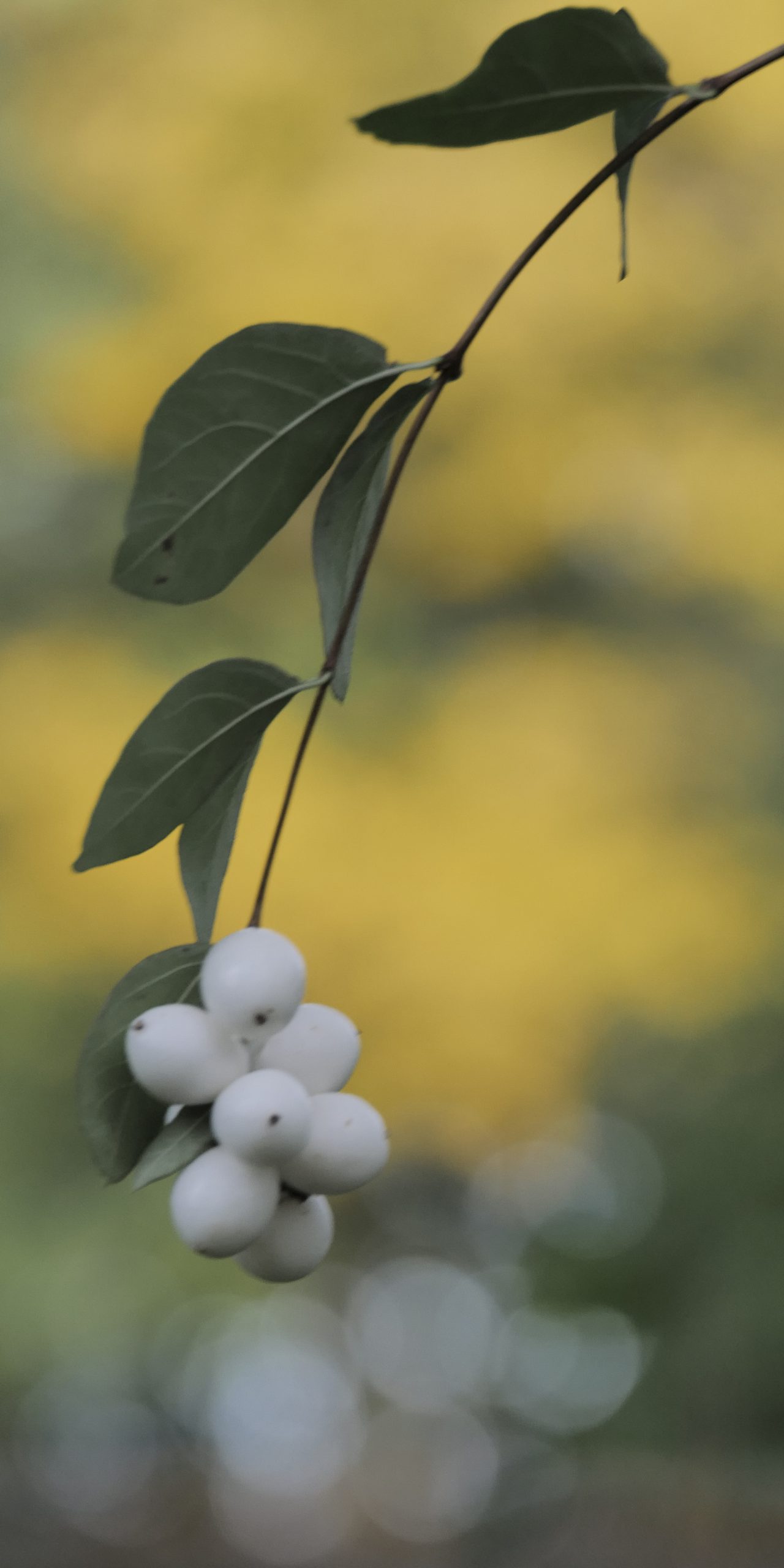 Freyenstein Palace Ground Snowberry