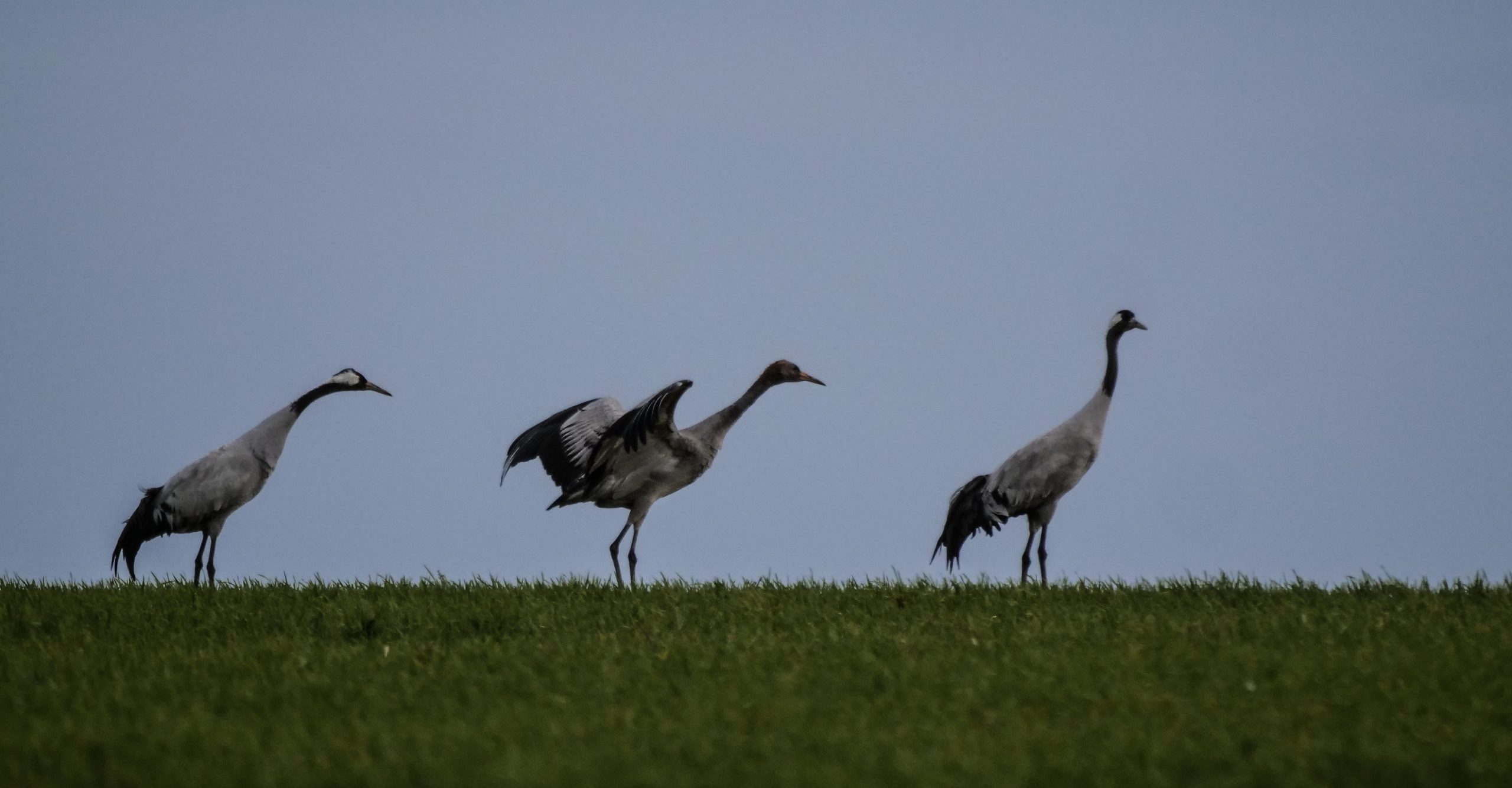 Cranes on the Field V