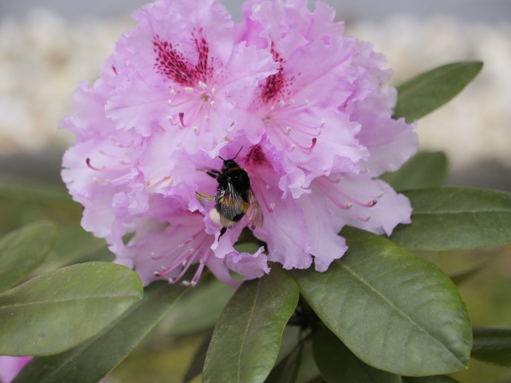 Rhododendron Blossom