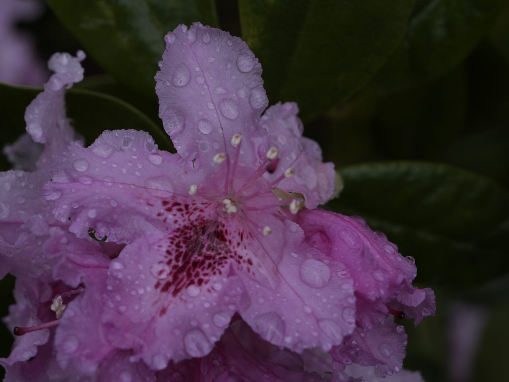 Rhododendron Blossom wet